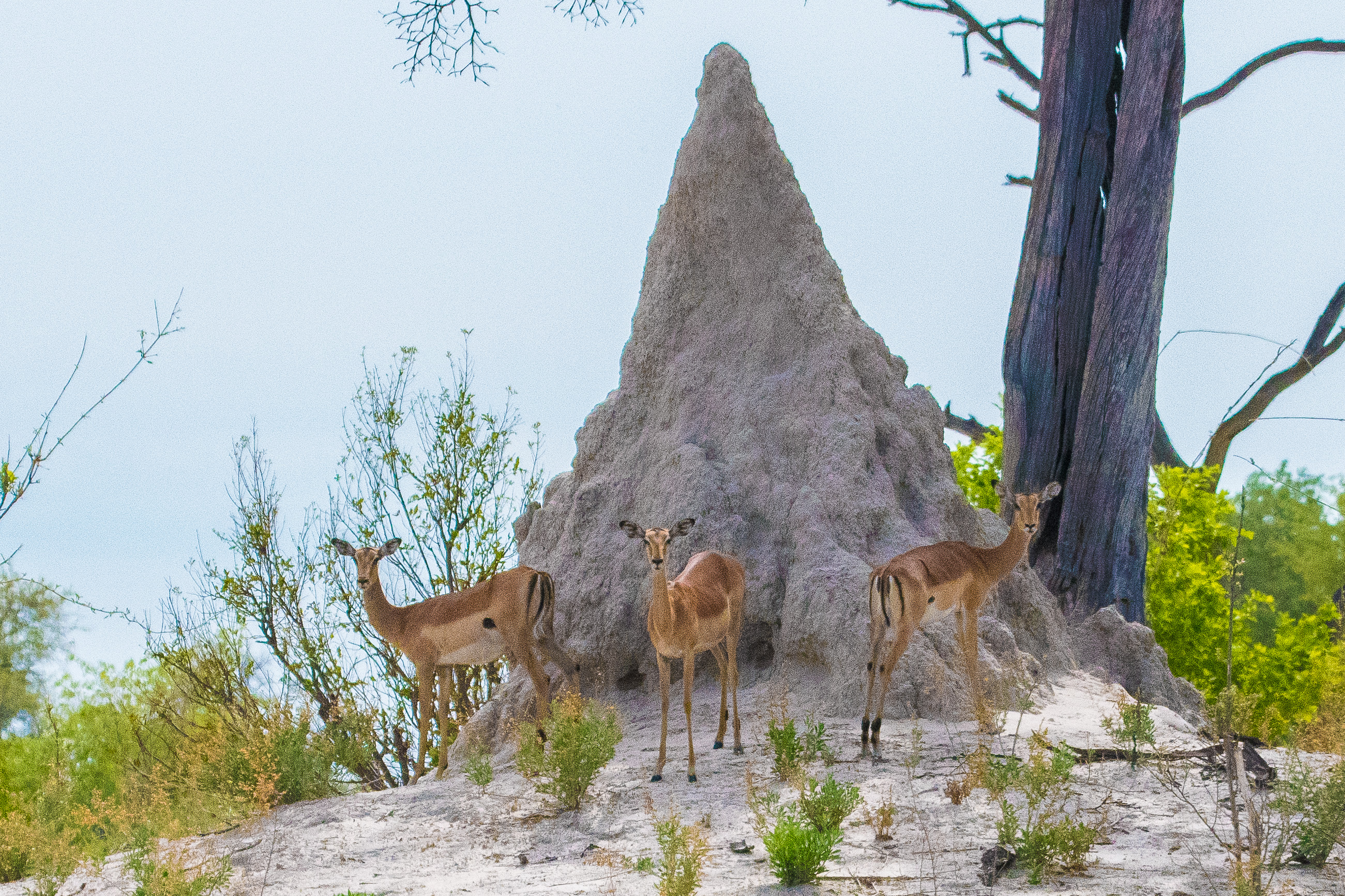 Impalas (Impalas, Aepyceros melampus), 3 femelles adultes nous observant depuis le socle d'une termitière, Réserve de Kwando , Delta de l'Okavango, Botswana.